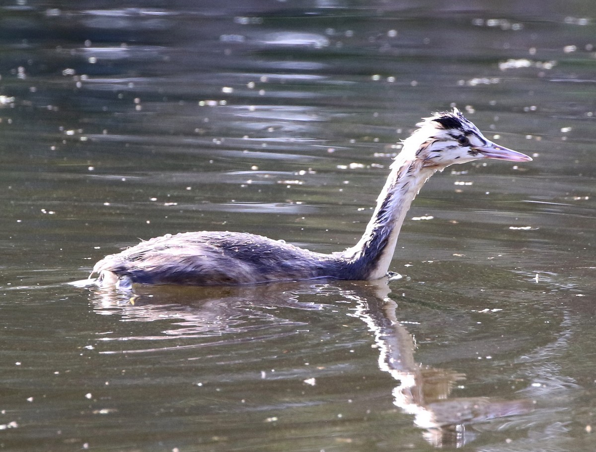 Great Crested Grebe - ML571752071