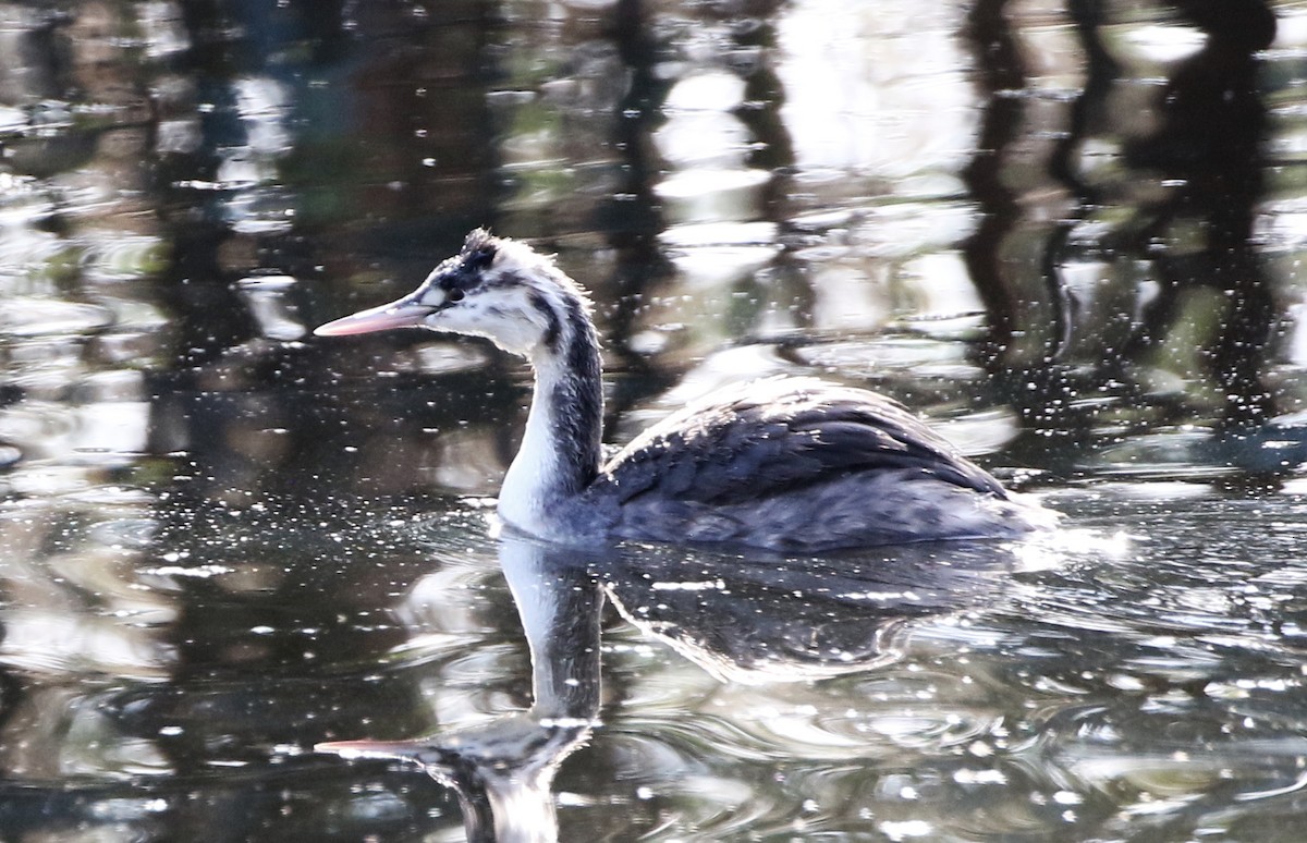 Great Crested Grebe - ML571752081