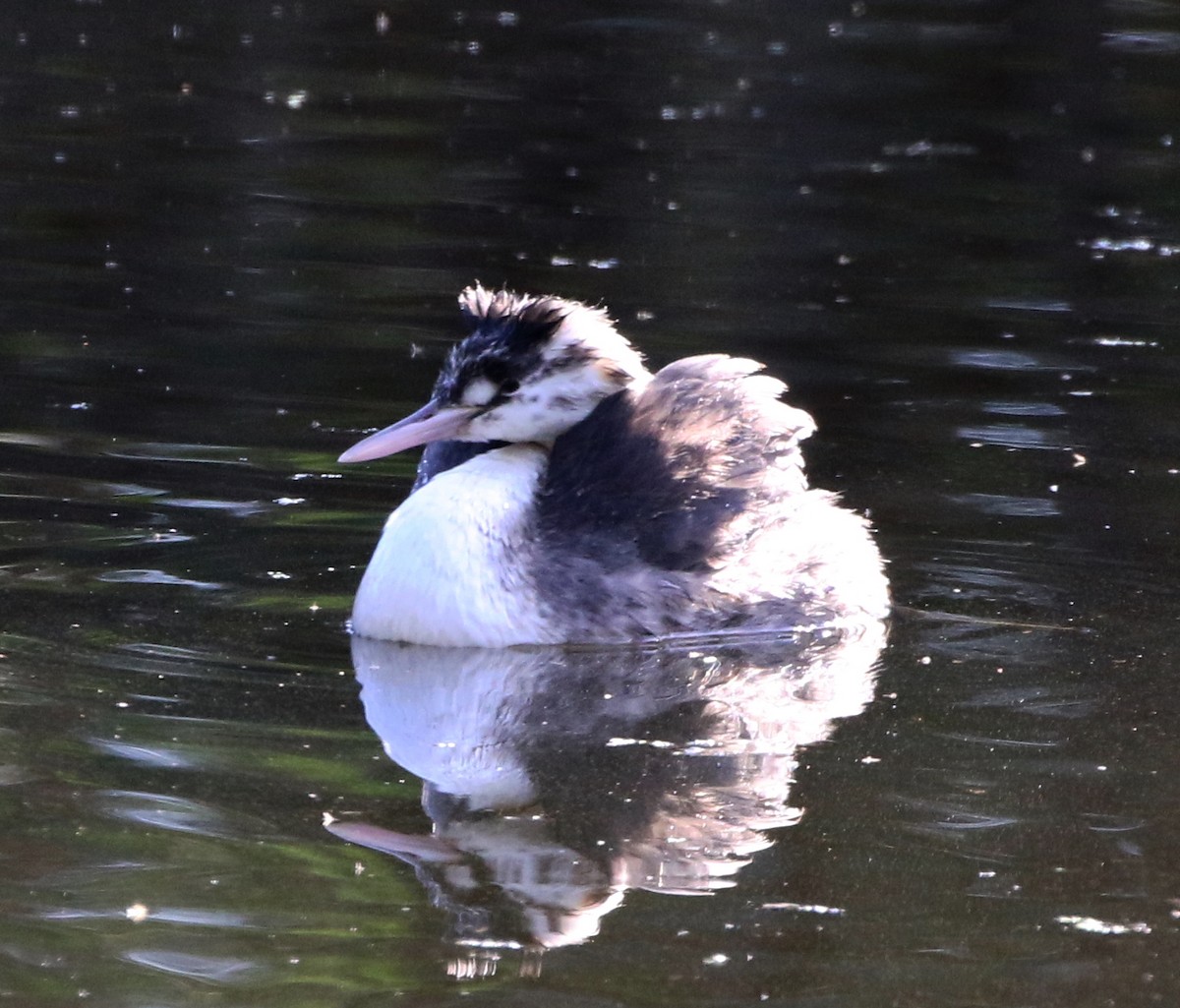 Great Crested Grebe - ML571752091