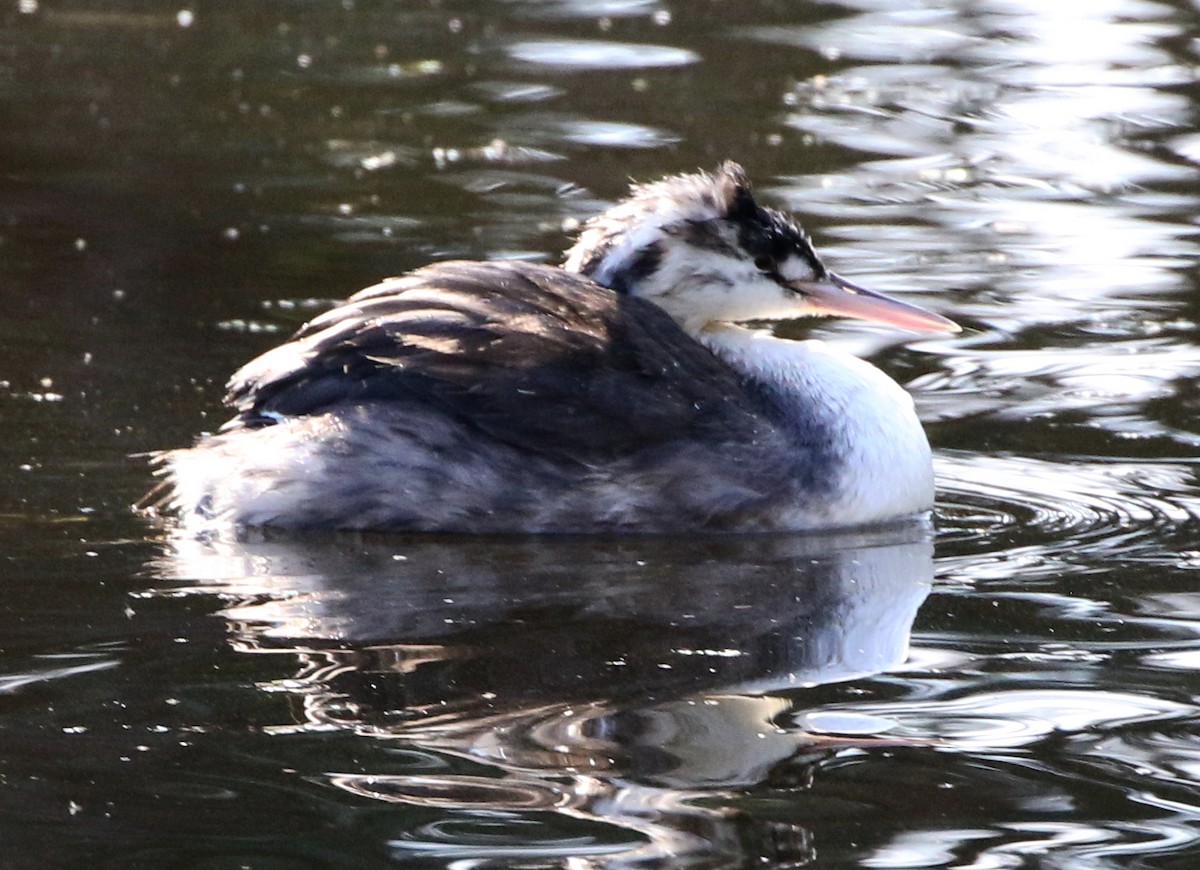 Great Crested Grebe - ML571752101