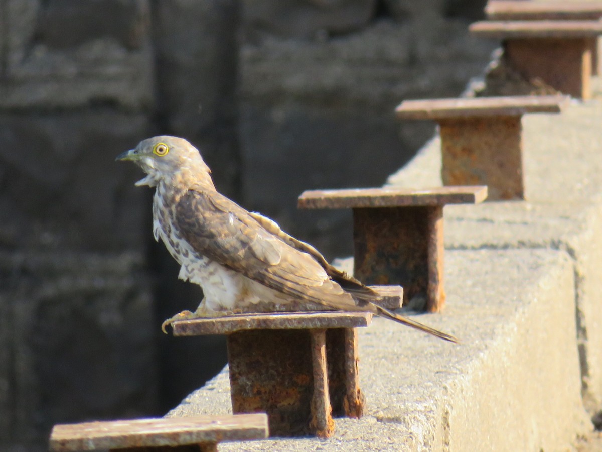 Common Hawk-Cuckoo - Prachee J