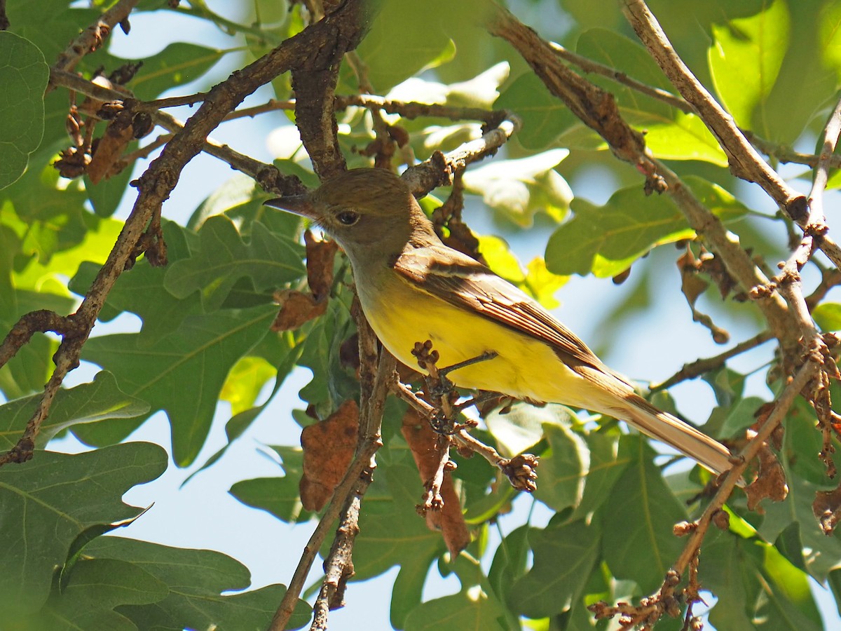 Great Crested Flycatcher - ML571752611