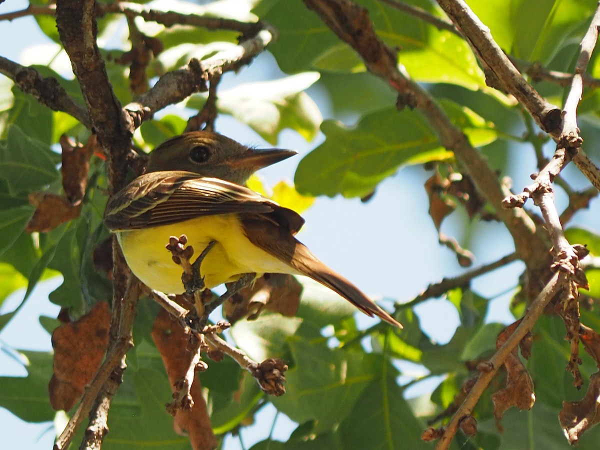 Great Crested Flycatcher - ML571752621