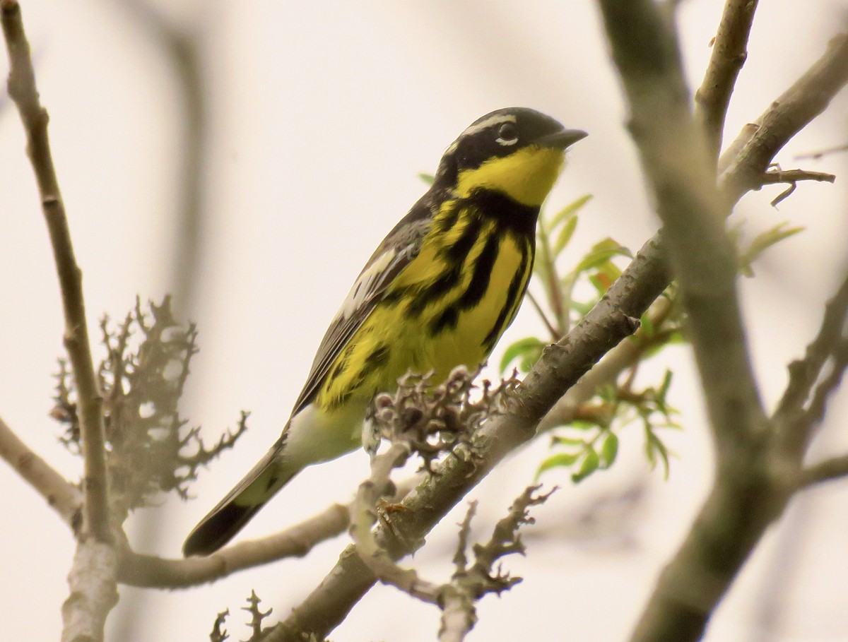 Magnolia Warbler - ML571752631