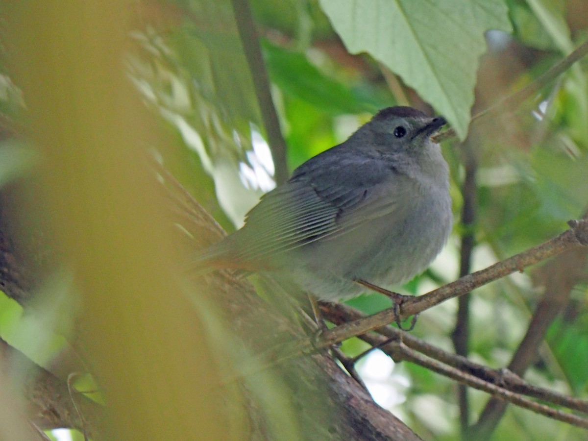 Gray Catbird - ML571752651