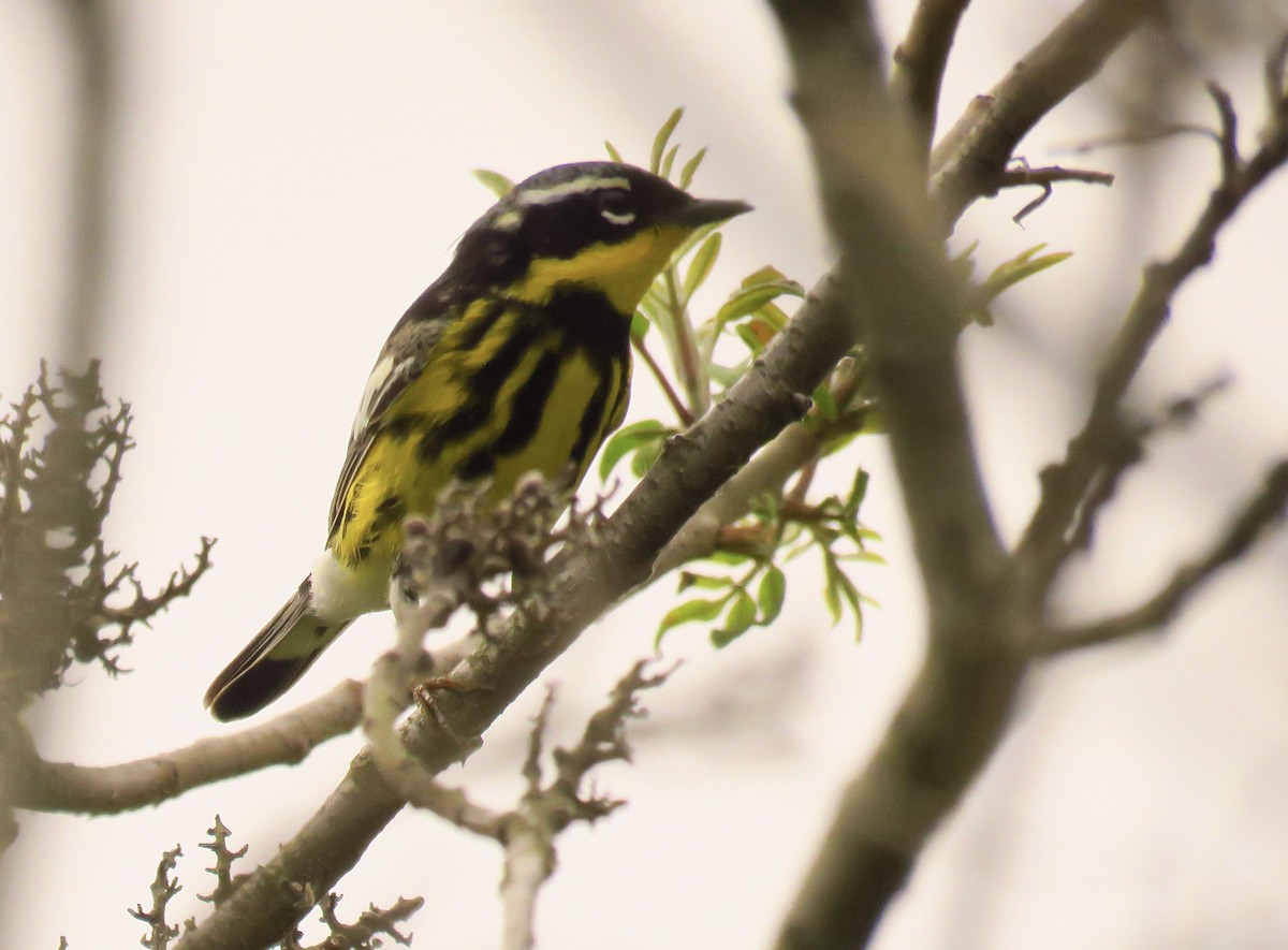 Magnolia Warbler - ML571752661