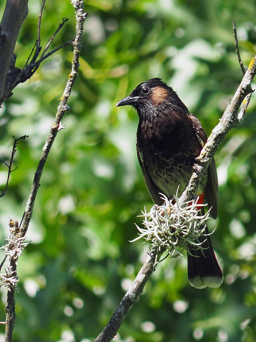 Red-vented Bulbul - ML571752671