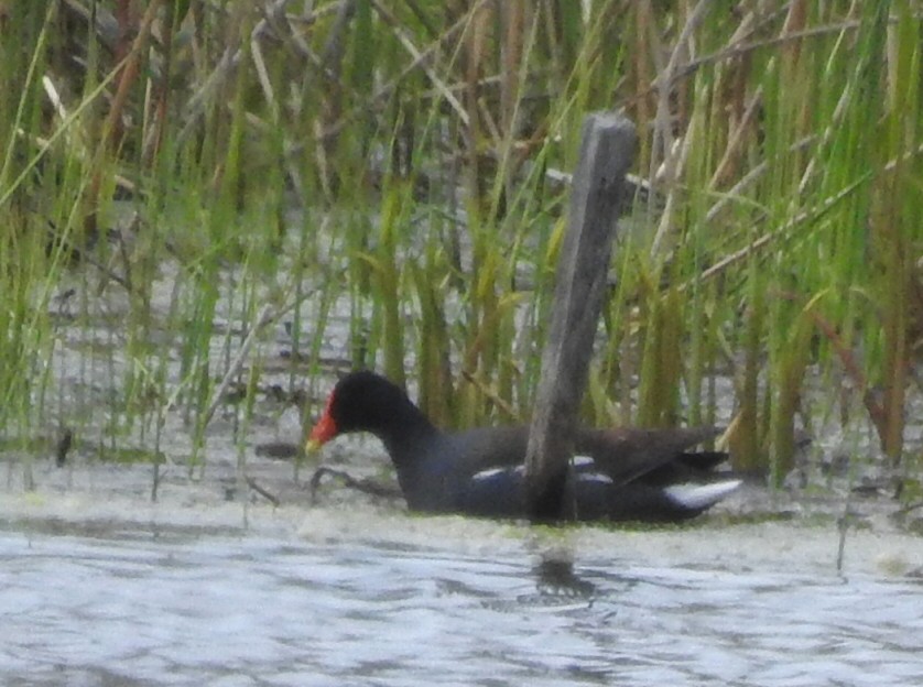 Common Gallinule - ML57175371