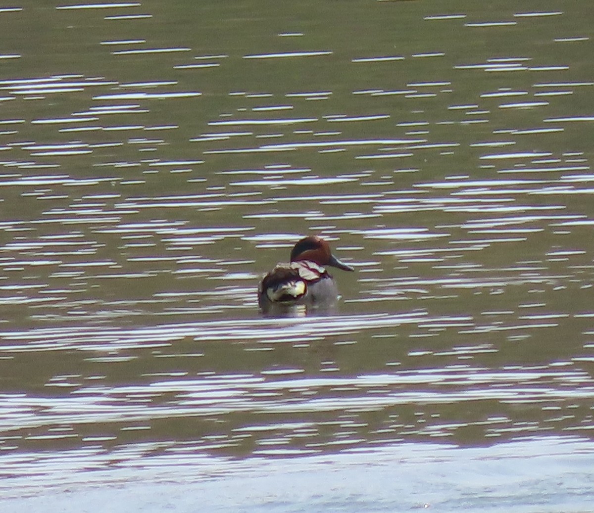 Green-winged Teal - Kerry Hjertaas