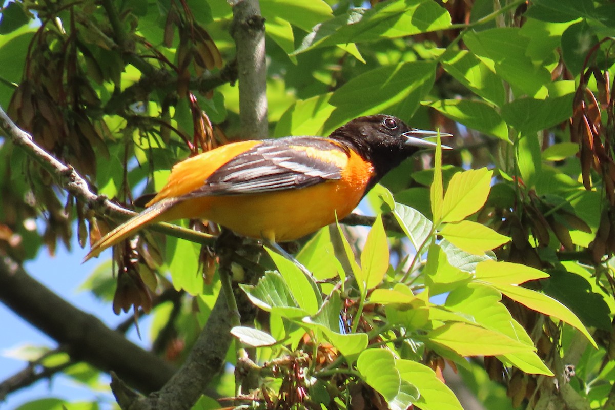 Baltimore Oriole - ML571754441