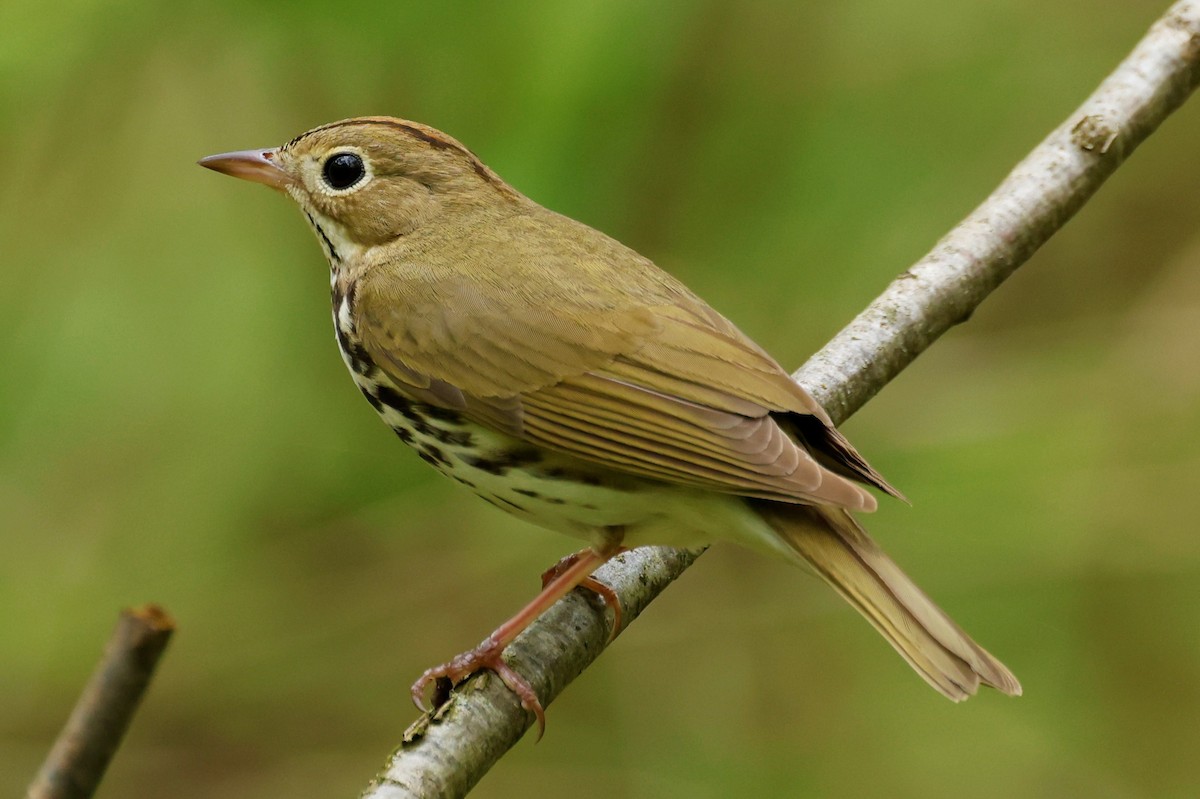 Paruline couronnée - ML571754721