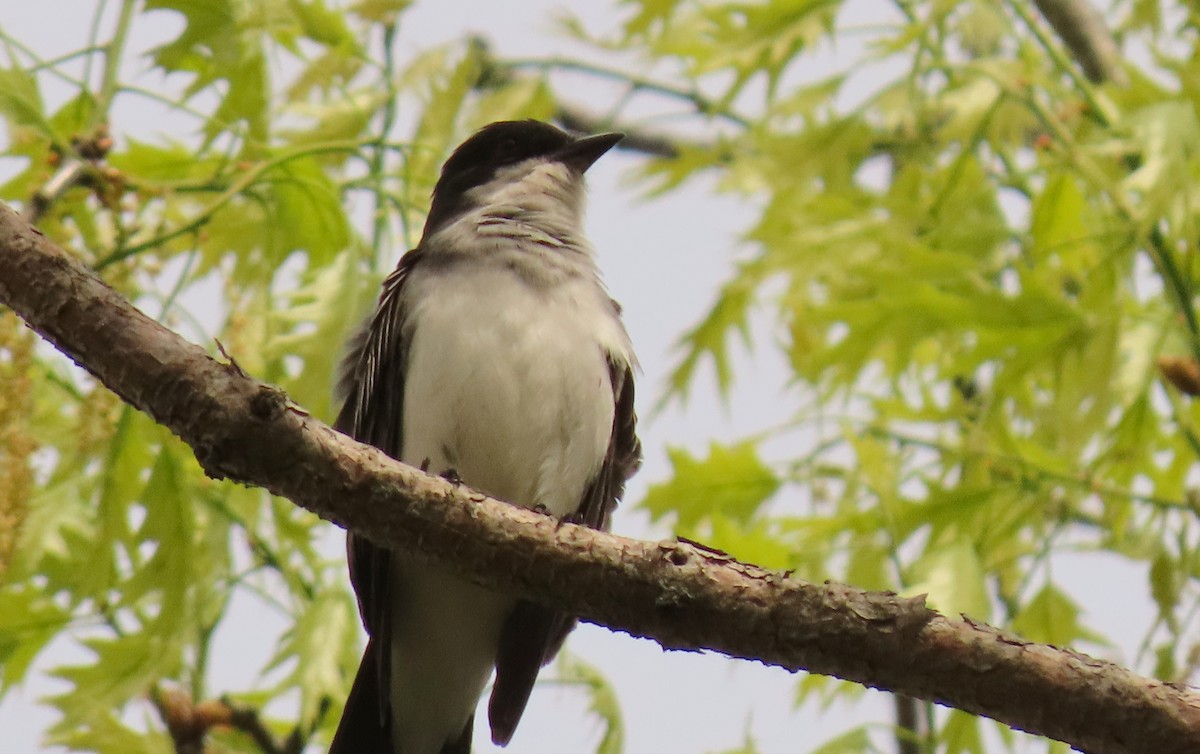 Eastern Kingbird - ML571754771