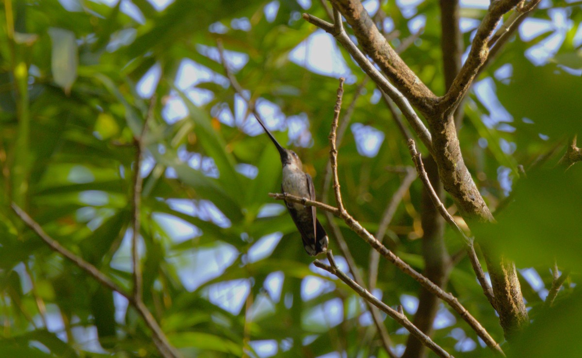 Long-billed Starthroat - ML571755351