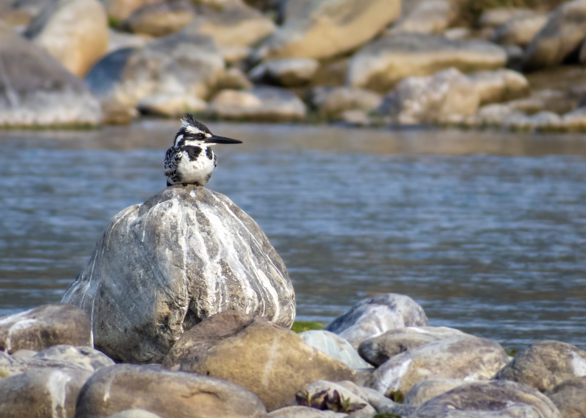 Pied Kingfisher - ML571755831