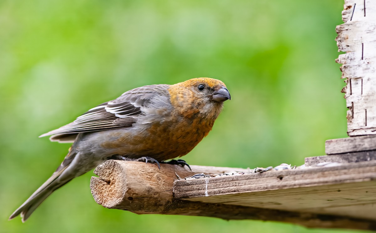 Pine Grosbeak (Eurasian) - ML571756261