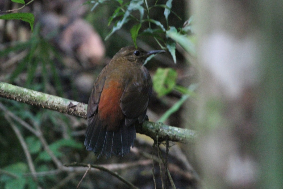 Rufous-breasted Leaftosser (Rufous-breasted) - ML571756301