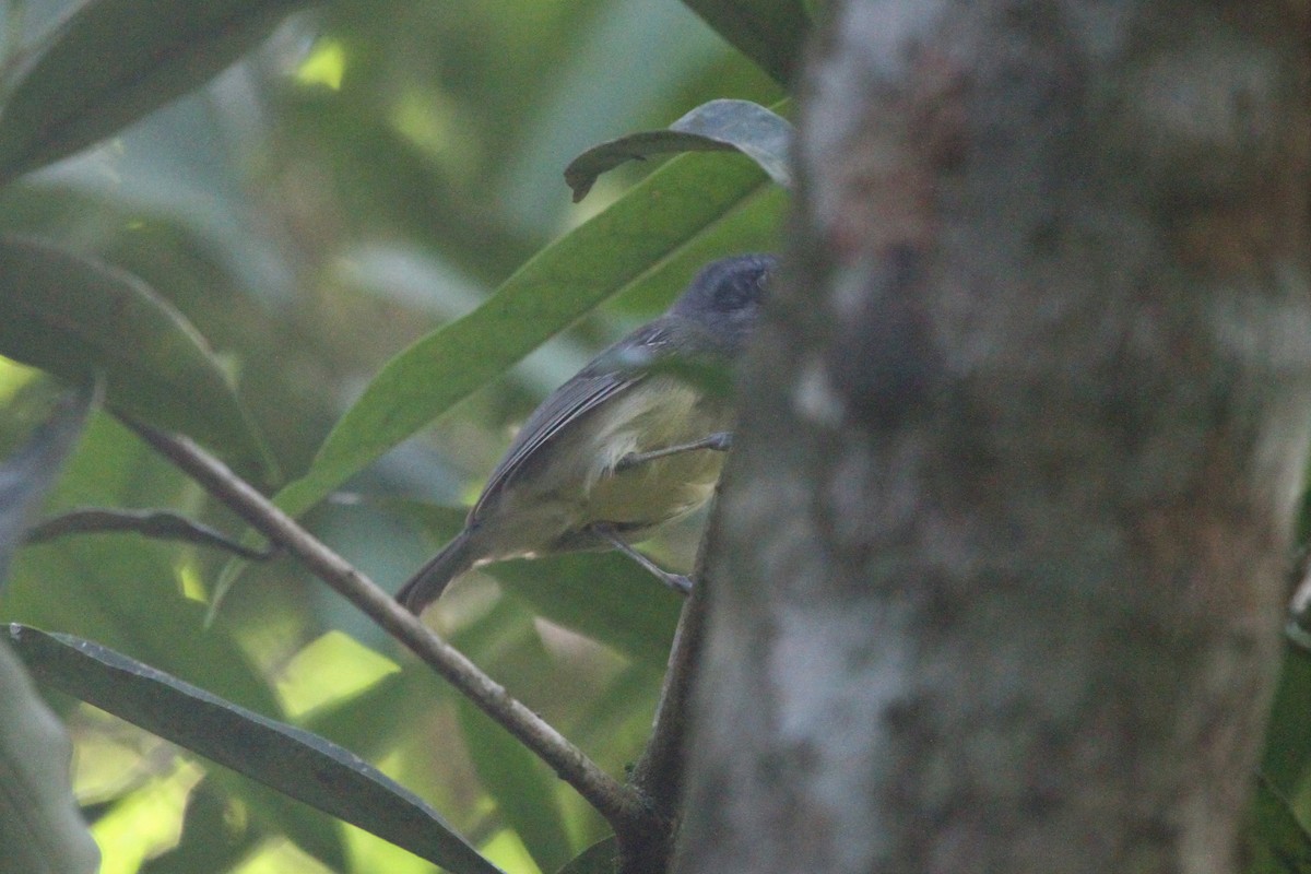 Plain Antvireo - ML571756581