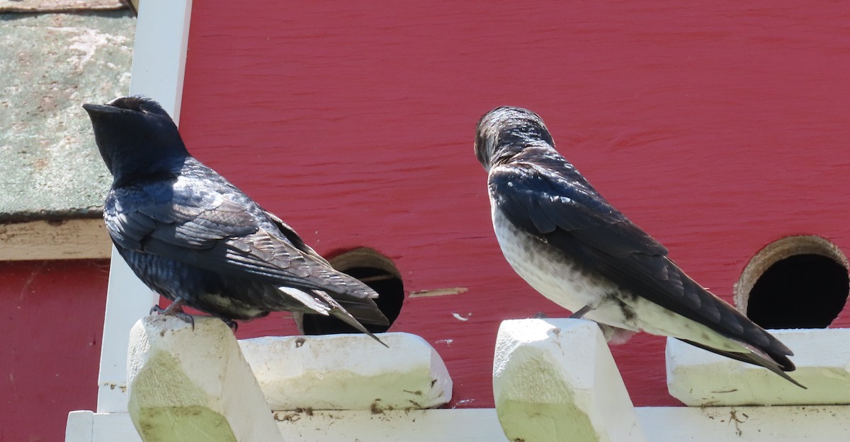 Purple Martin - ML571756721