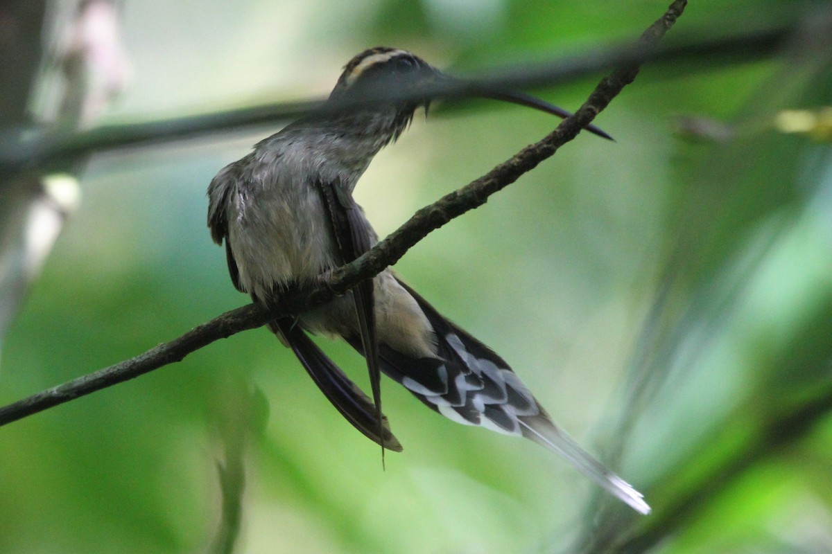 Scale-throated Hermit - ML571756891