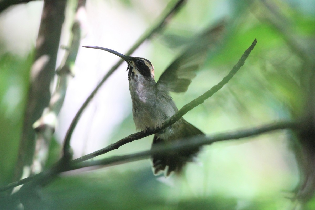 Scale-throated Hermit - ML571757051