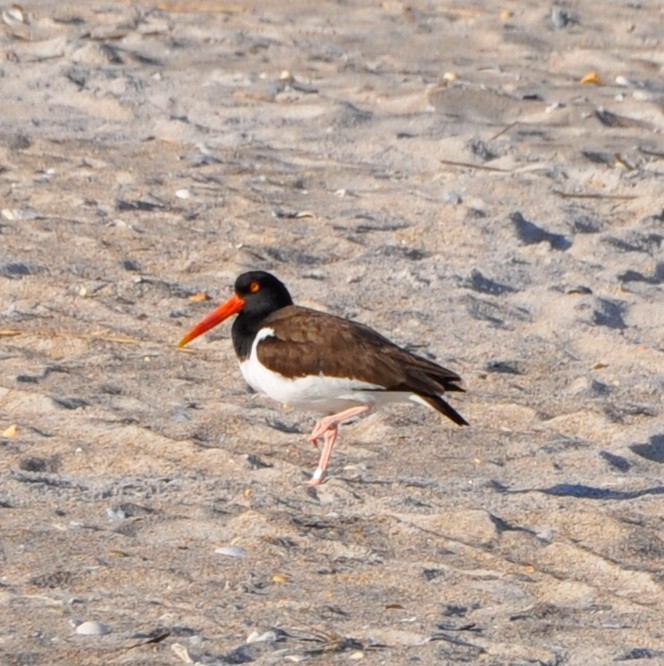 American Oystercatcher - ML571757281