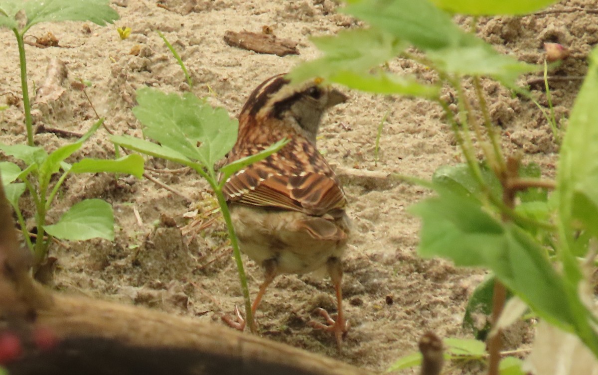 White-throated Sparrow - ML571757771