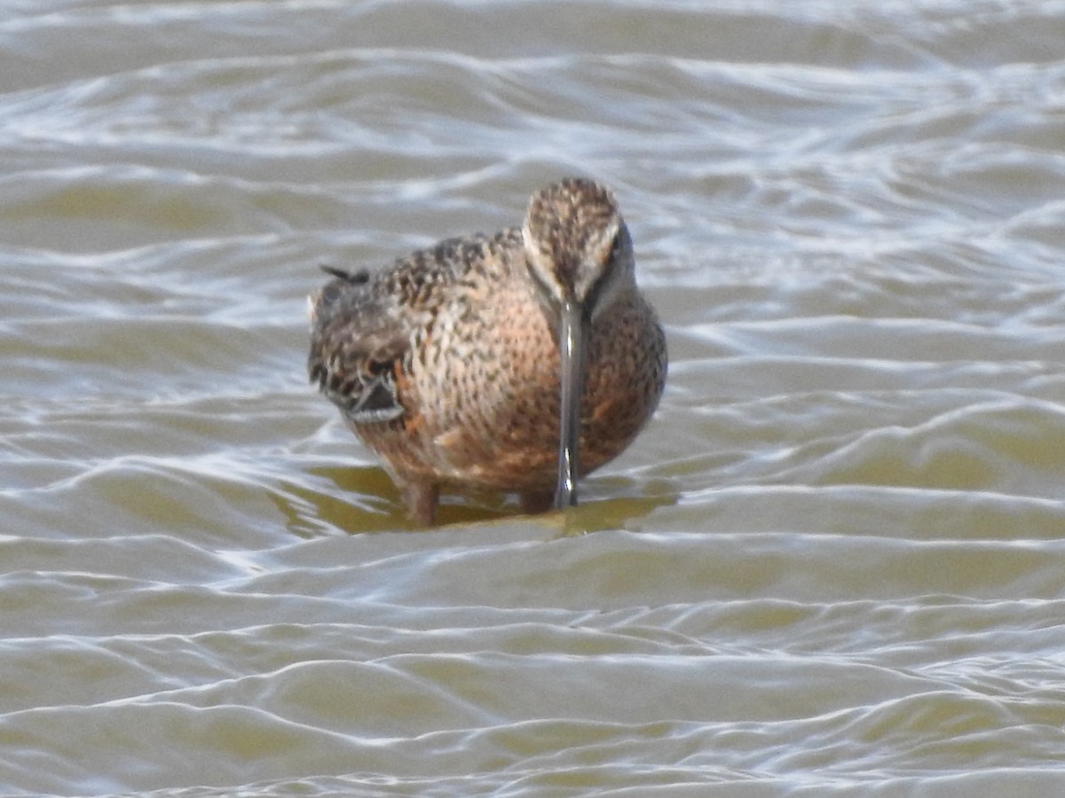 Long-billed Dowitcher - Dale Heinert