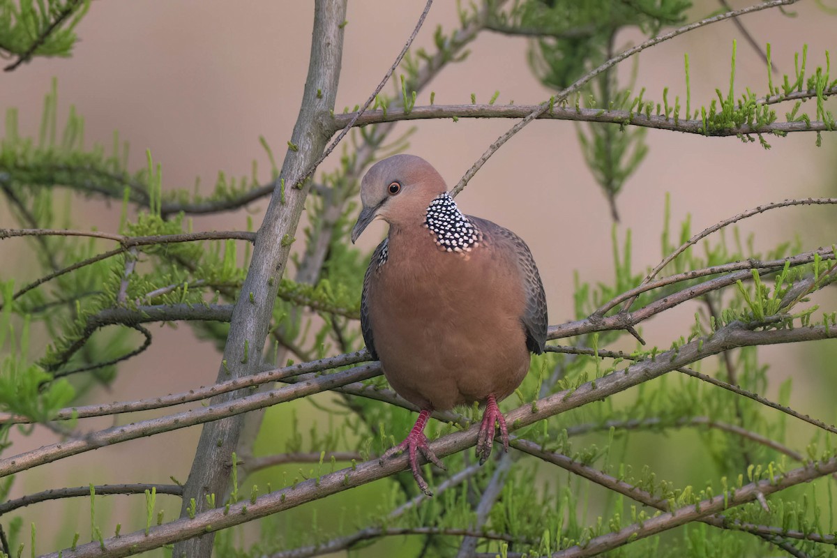 珠頸斑鳩 - ML571758181