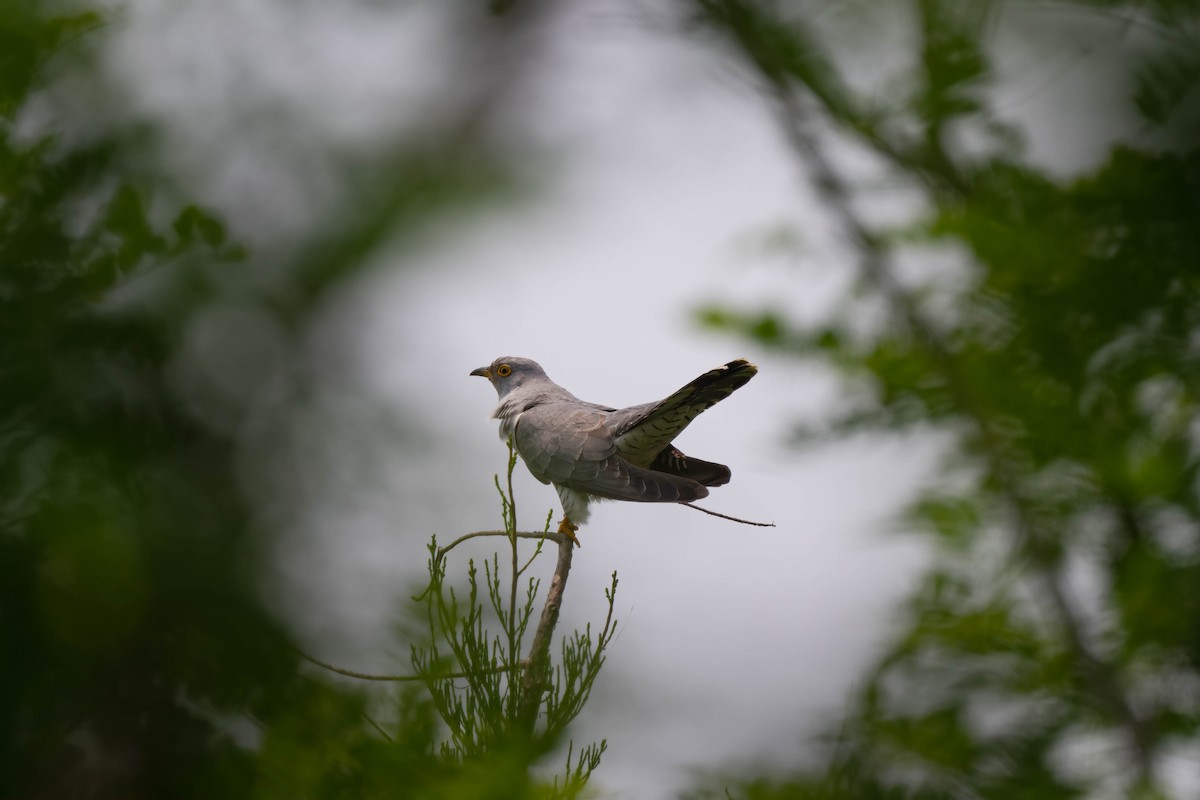 Common Cuckoo - ML571758241