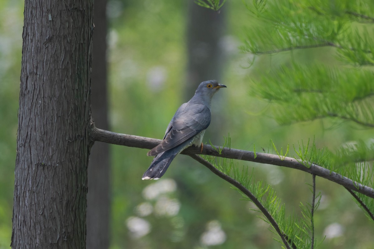 Common Cuckoo - ML571758251