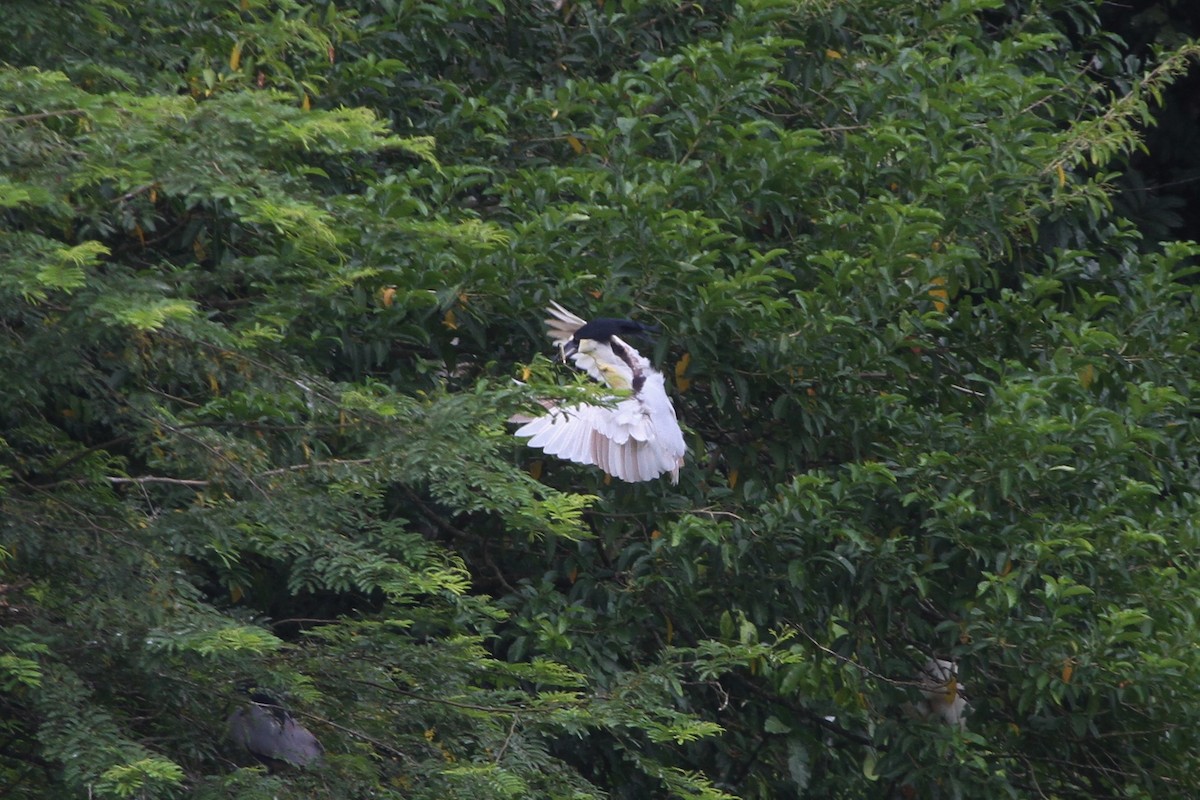 Boat-billed Heron - ML571758271