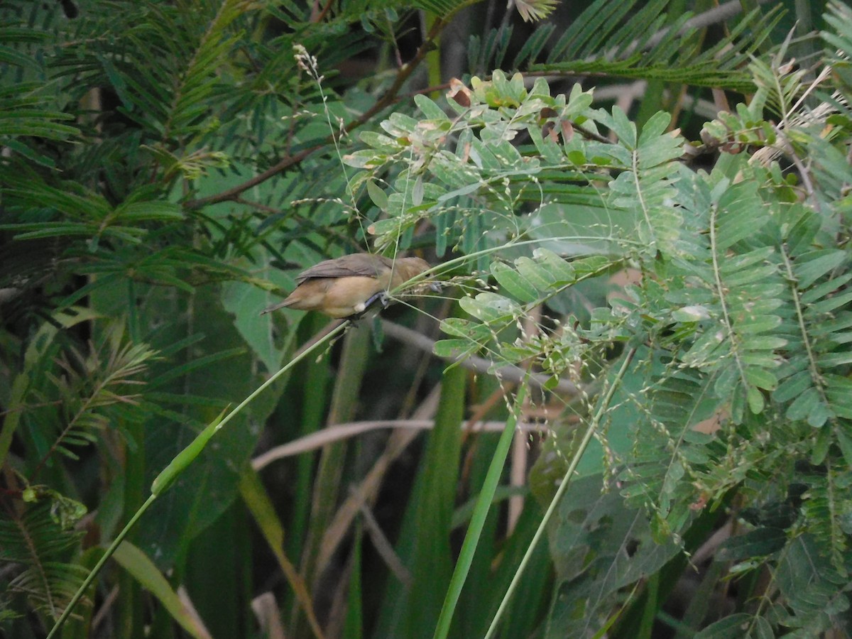 Black-faced Grassquit - ML571758391