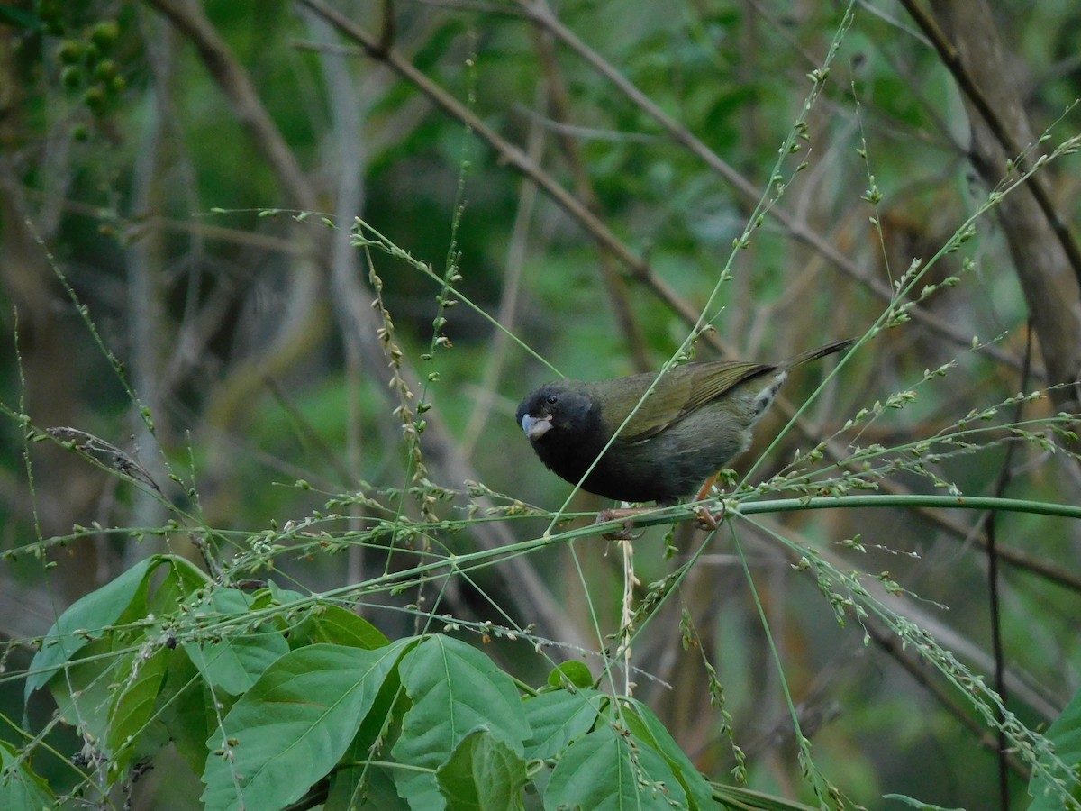 Black-faced Grassquit - ML571758411