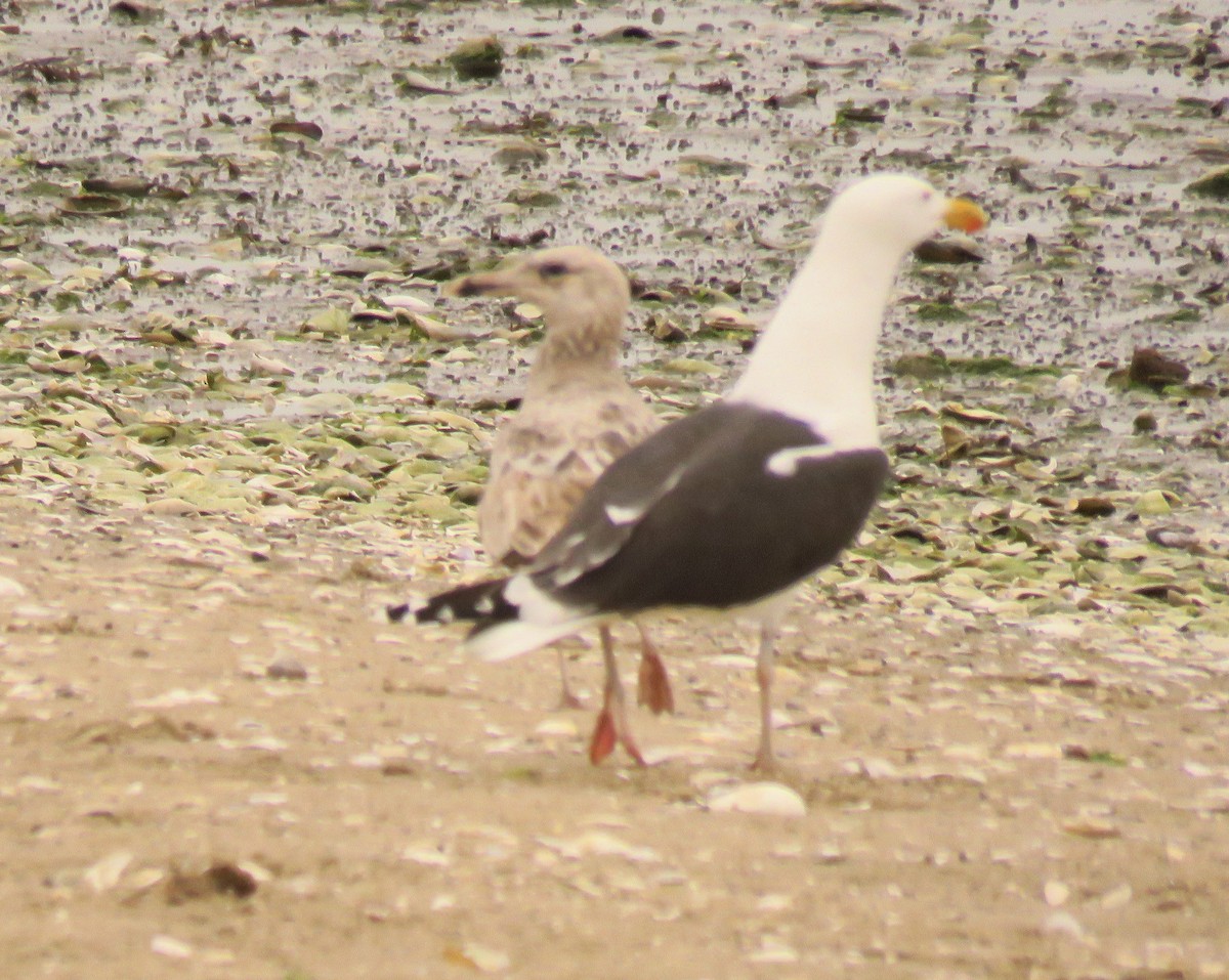 Great Black-backed Gull - ML571758451