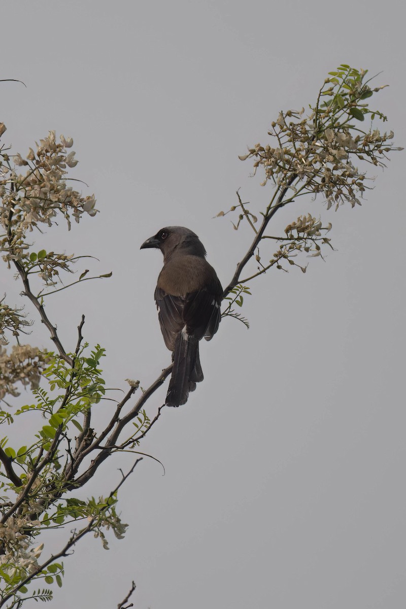 Gray Treepie - ML571758611