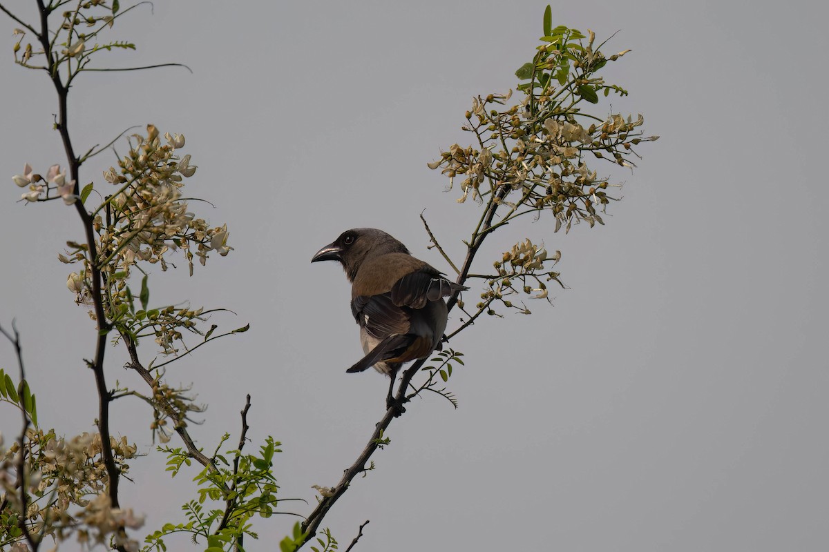 Gray Treepie - ML571758621