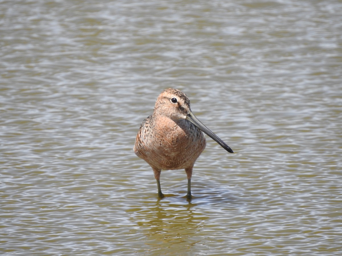 langnebbekkasinsnipe - ML57175931