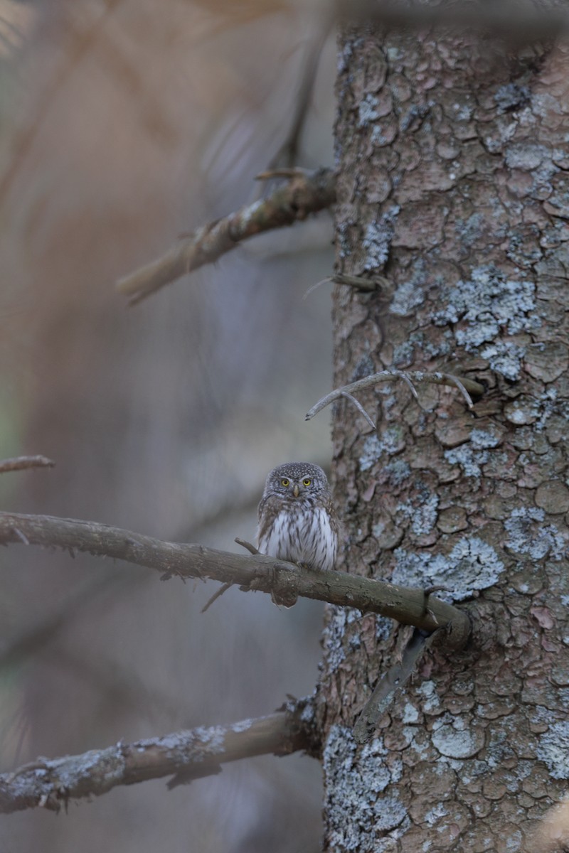 Eurasian Pygmy-Owl - ML571759561