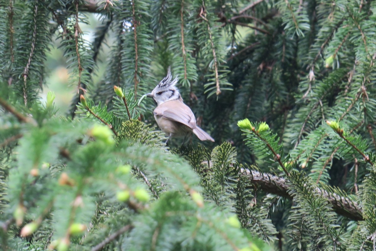 Crested Tit - ML571759631