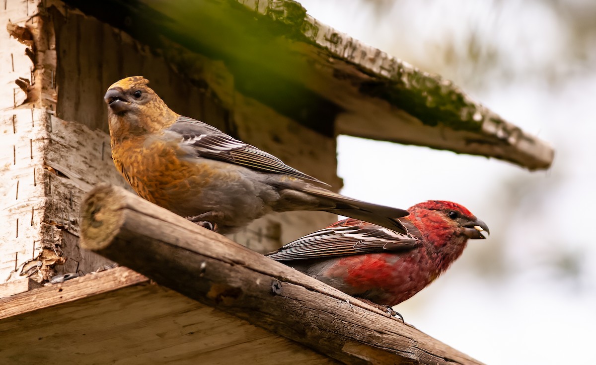 Pine Grosbeak (Eurasian) - ML571759811