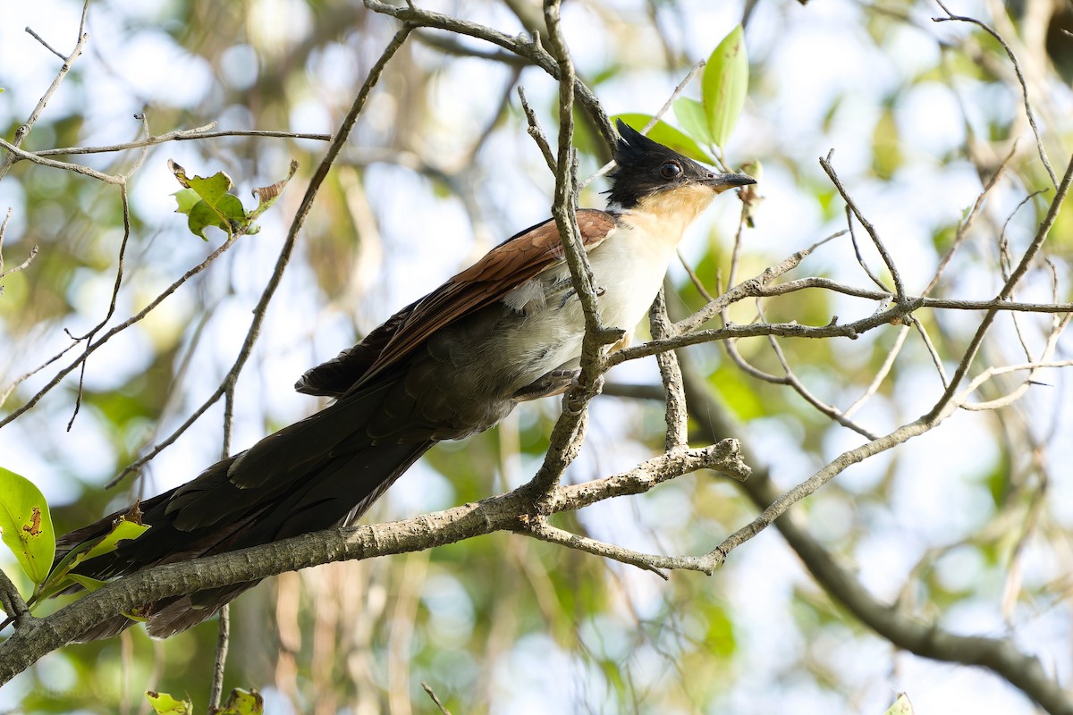 Chestnut-winged Cuckoo - ML571760261