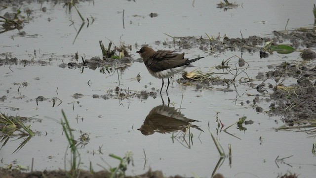 Oriental Pratincole - ML571760311