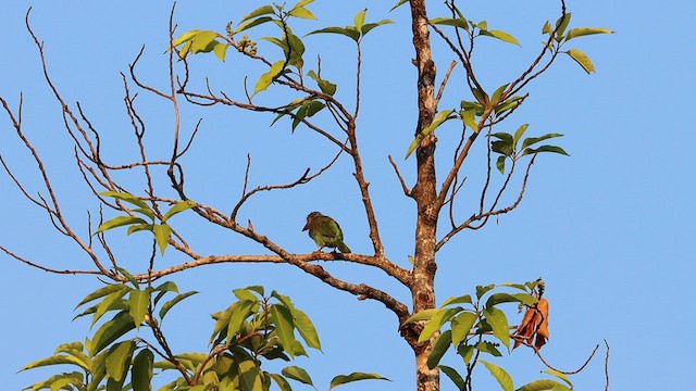 Braunkopf-Bartvogel - ML571760661