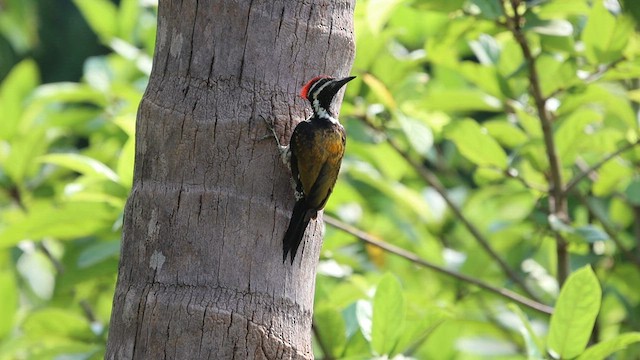 Black-rumped Flameback - ML571760901