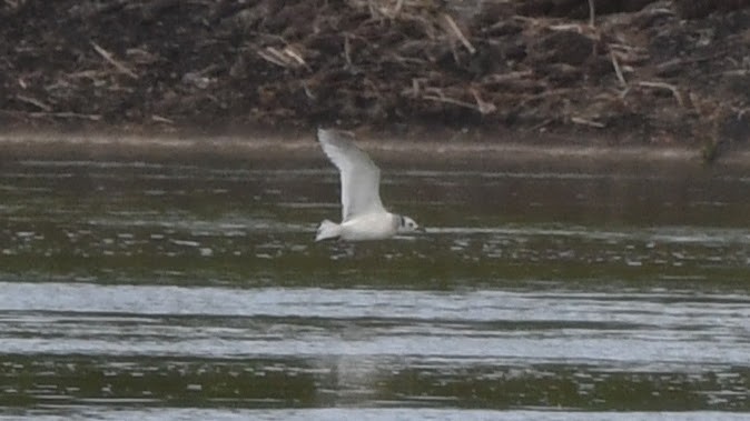 Black-legged Kittiwake - Luca Gugelmann