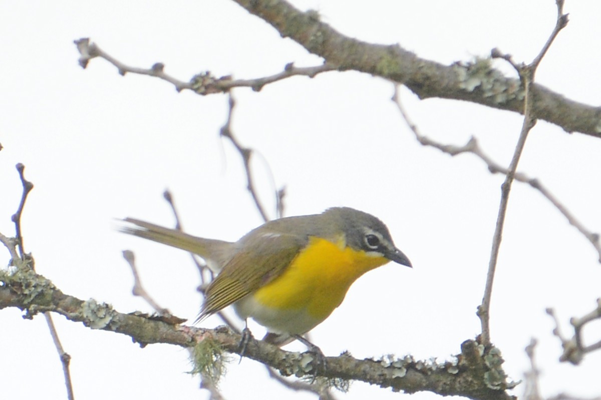 Yellow-breasted Chat - Marie O'Neill