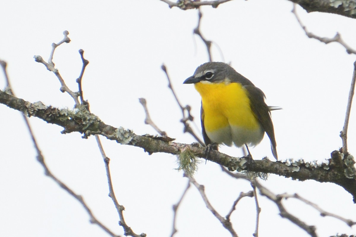 Yellow-breasted Chat - Marie O'Neill