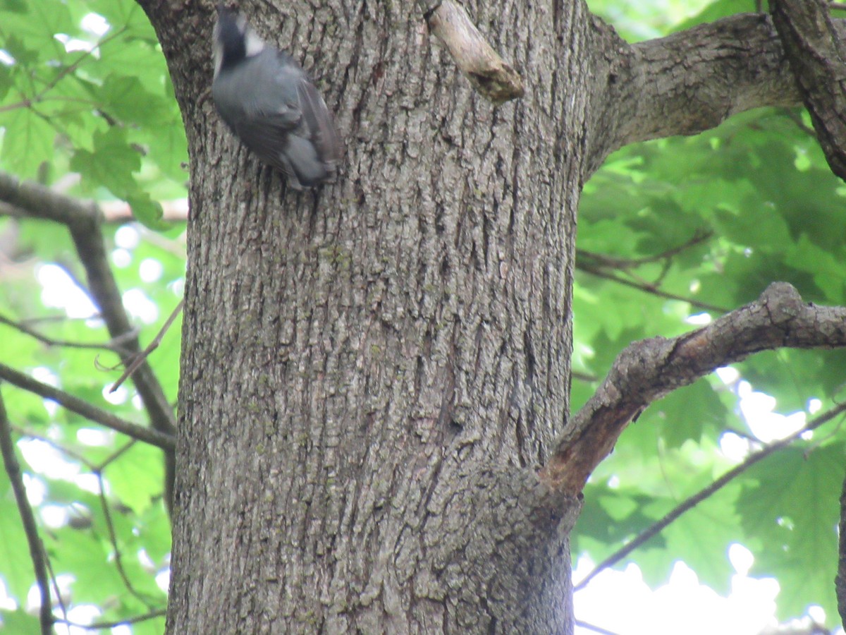 White-breasted Nuthatch - ML571761841
