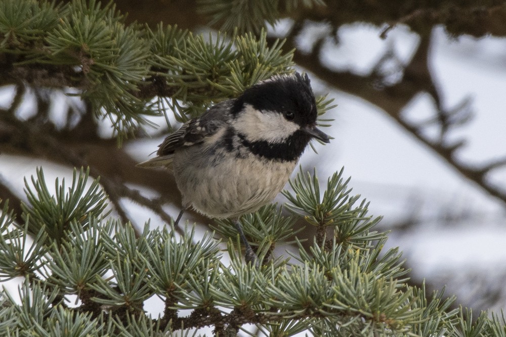 Coal Tit - ML571763501