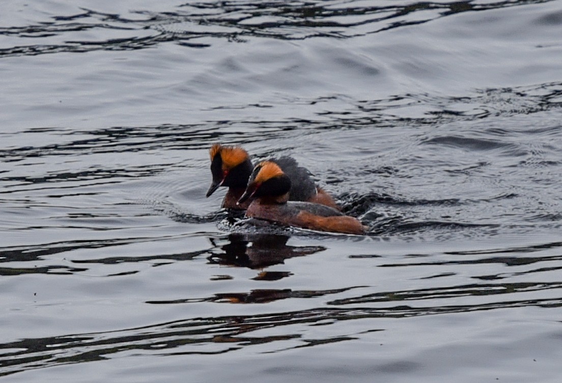 Horned Grebe - Bruce Wedderburn